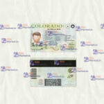 Colorado Drivers License Template (scan) - PSDMarket.in