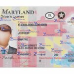 Maryland Drivers License Template (Front & Back) - PSDMarket.in