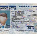 Pennsylvania Drivers License Template (Front & Back) - PSDMarket.in
