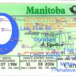 Canada Manitoba Drivers License Template - PSDMarket.in