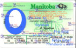 Canada Manitoba Drivers License Template - PSDMarket.in